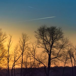 weekend break trees sunset